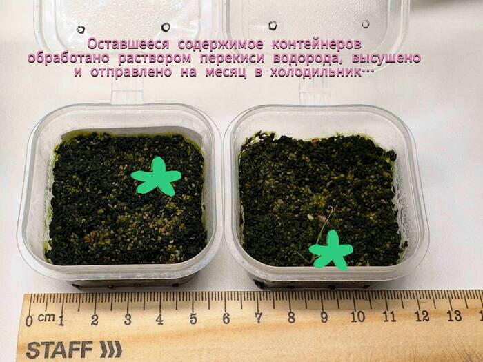 Совместный эксперимент с семенами